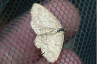 Scopula immorata