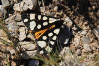 Arctia villica