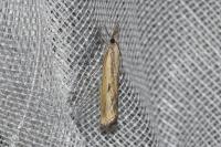 Agriphila inquinatella