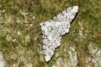 Biston betularia