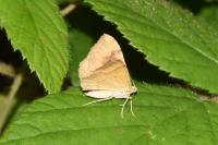Camptogramma bilineata