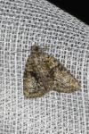 Cryphia algae