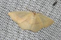 Cyclophora linearia