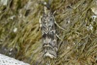 Dioryctria