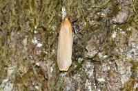 Katha depressa