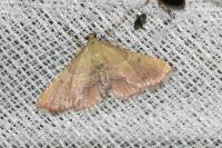 Endotricha flammealis