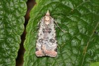 Epilecta linogrisea