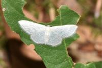 Idaea subsericeata
