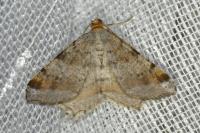 Macaria liturata