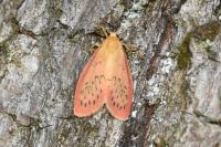 Miltochrista miniata