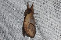 Notodonta ziczac