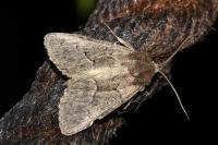 Thalpophila matura