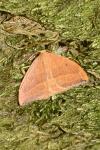 Watsonalla cultraria