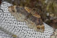 Xanthorhoe spadicearia/ferrugata