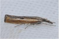 Agriphila inquinatella