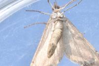 Aplocera plagiata