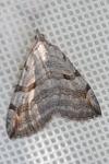 Aplocera plagiata