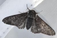 Biston betularia