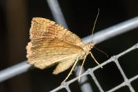 Camptogramma bilineata