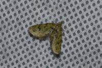 Chloroclystis v-ata