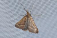 Endotricha flammealis