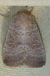 Hoplodrina ambigua
