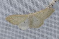 Idaea straminata