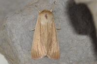 Mythimna pallens