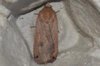 Noctua pronuba
