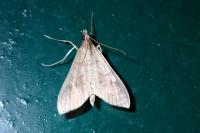 Mecyna asinalis