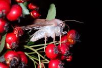 Ammopolia witzenmanni
