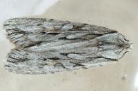 Lithophane leautieri