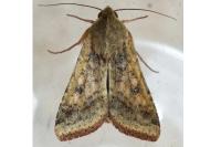 Helicoverpa armigera