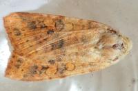 Cirrhia gilvago