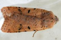 Agrochola lychnidis