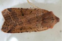 Agrochola lychnidis