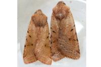 Agrochola lychnidis