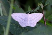 Scopula nigropunctata