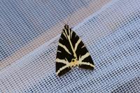 Euplagia quadripunctaria