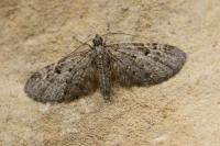 Eupithecia