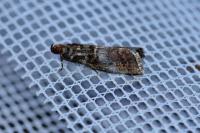 Acrobasis advenella