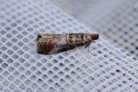 Acrobasis advenella