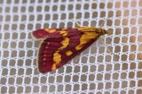 Pyrausta purpuralis