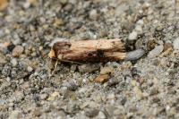 Axylia putris
