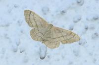 Idaea aversata