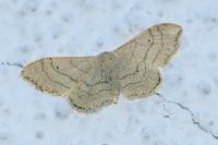 Idaea aversata
