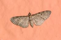 Eupithecia