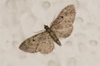 Eupithecia