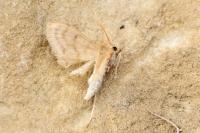Paracorsia repandalis