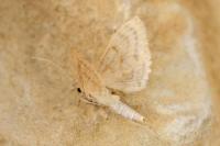 Paracorsia repandalis